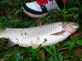 野生草魚多少錢一斤？野生草魚價格