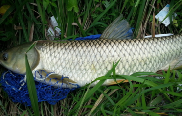 野生草魚多少錢一斤？野生草魚價格