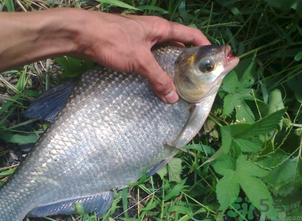 鳊魚多少錢一斤？野生鳊魚多少錢一斤？