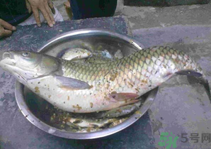 秋天夜釣草魚怎么釣？秋天夜釣草魚技巧