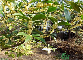 新鮮桂花怎么處理？新鮮桂花怎么保存？