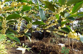 新鮮桂花能吃嗎？新鮮桂花怎么吃？