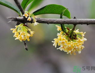 新鮮桂花可以做什么好吃的？新鮮桂花的做法大全