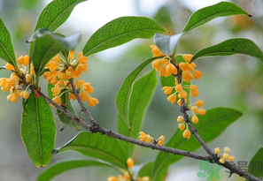 桂花怎么保存？桂花怎么保存香味？