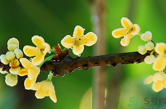 剛摘的桂花能吃嗎？剛摘的桂花可以吃嗎？