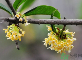 剛摘的桂花有蟲(chóng)怎么辦？干桂花長(zhǎng)蟲(chóng)怎么辦？