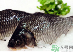 鯽魚死了一夜能吃嗎？鯽魚死了一天能吃嗎？