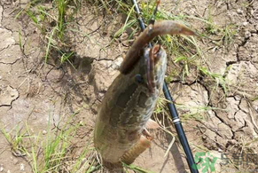 黑魚怎么釣？釣黑魚技巧