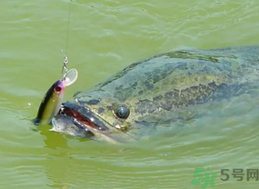 路亞釣黑魚用什么假餌？路亞釣黑魚用什么餌？