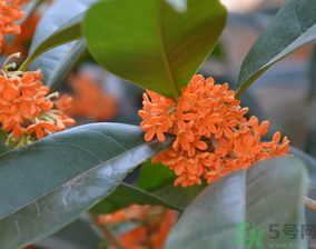 桂花可以做什么食物？桂花可以做什么吃的？