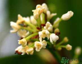 桂花一年開(kāi)幾次花？桂花是幾月份開(kāi)花？