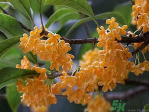  桂花什么季節(jié)開(kāi)花？桂花什么時(shí)候開(kāi)花？