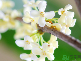 桂花是什么顏色？桂花有幾種顏色？