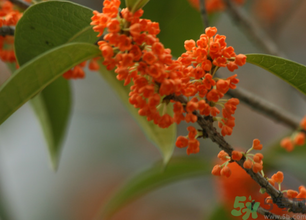 桂花可以做面膜嗎？?桂花面膜制作方法