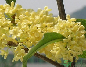 桂花不開花是什么原因？桂花不開花怎么辦？