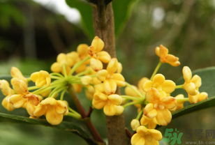 桂花不開花是什么原因？桂花不開花怎么辦？