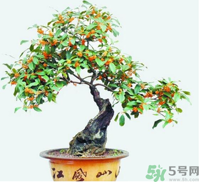 桂花樹可以種在室內(nèi)嗎？桂花樹適合在室內(nèi)嗎？