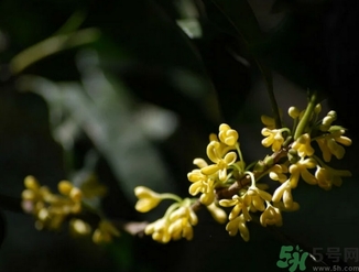 桂花酒的保質(zhì)期是多少？桂花酒過期了能喝嗎？