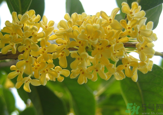 桂花和菊花可以一起泡茶嗎？桂花可以和能一起喝嗎？