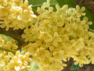 桂花可以直接泡水喝嗎？新鮮桂花可以直接泡水喝嗎？