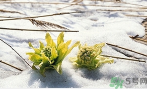 雪蓮花怎么吃？雪蓮花的功效作用