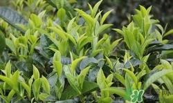 鐵觀(guān)音和普洱茶哪個(gè)好?鐵觀(guān)音和普洱茶的區(qū)別