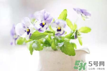 冬天陽臺(tái)種什么植物好？冬天種什么植物好養(yǎng)活？