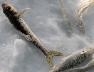 冬天怎么釣魚？冬天怎么釣鯽魚？