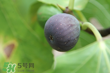 新鮮無(wú)花果皮可以吃嗎?無(wú)花果皮的功效作用