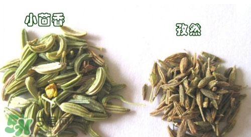 小茴香是孜然嗎？小茴香和孜然的區(qū)別