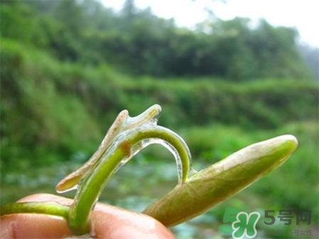 莼菜的營養(yǎng)價值 莼菜的功效與作用