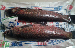 新鮮魚(yú)怎么腌制咸魚(yú)塊？咸魚(yú)塊怎么腌制