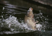 立春能釣魚嗎？立春好釣魚嗎？