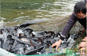 鴨嘴魚多少錢一斤？野生鴨嘴魚多少錢一斤？