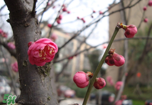 立春后種什么花？立春時(shí)開的花有哪些？