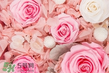 roseonly鮮花怎么保養(yǎng)？roseonly永生花怎么保養(yǎng)？