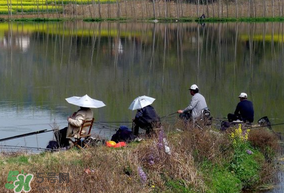 初春什么時(shí)候可以釣魚？初春釣魚技巧