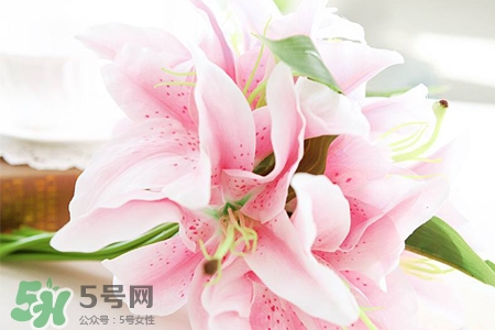 百合花怎么養(yǎng)水里？水養(yǎng)百合花怎么開久些？