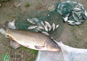 春天釣鯉魚(yú)用什么餌料？春天釣鯉魚(yú)餌料配方