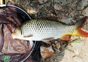 春天釣鯉魚(yú)用什么餌料？春天釣鯉魚(yú)餌料配方