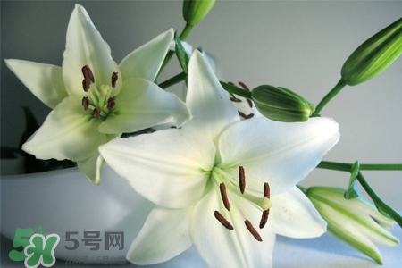 養(yǎng)百合花用什么水？養(yǎng)百合花水里放什么？