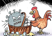 h7n9禽流感怎么預防？預防h7n9禽流感知識