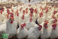 h7n9禽流感可以治愈嗎？禽流感能治好嗎？