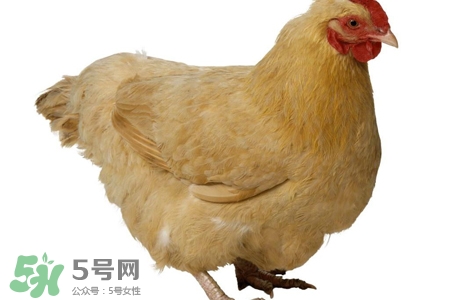 h7n9禽流感可以治愈嗎？禽流感能治好嗎？