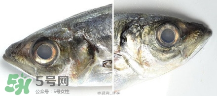 怎么自制死魚眼眼鏡？死魚眼眼鏡哪里買？