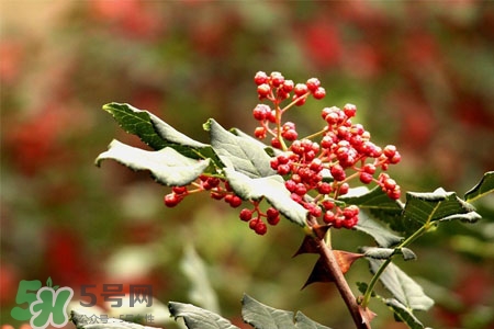 花椒水能治痔瘡嗎？花椒水治痔瘡有效果嗎？