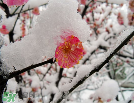 春天下雪意味著什么？春天為什么會下雪？