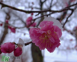 春天下雪意味著什么？春天為什么會下雪？