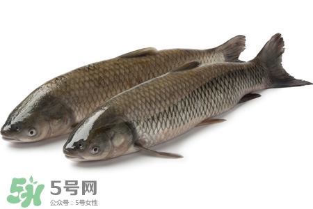 孕婦可以吃草魚嗎？懷孕了能吃草魚嗎？