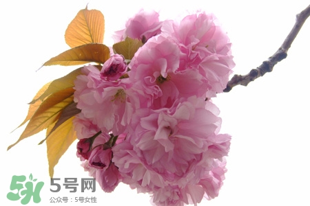 3月份有櫻花嗎？三月份櫻花都開了嗎？